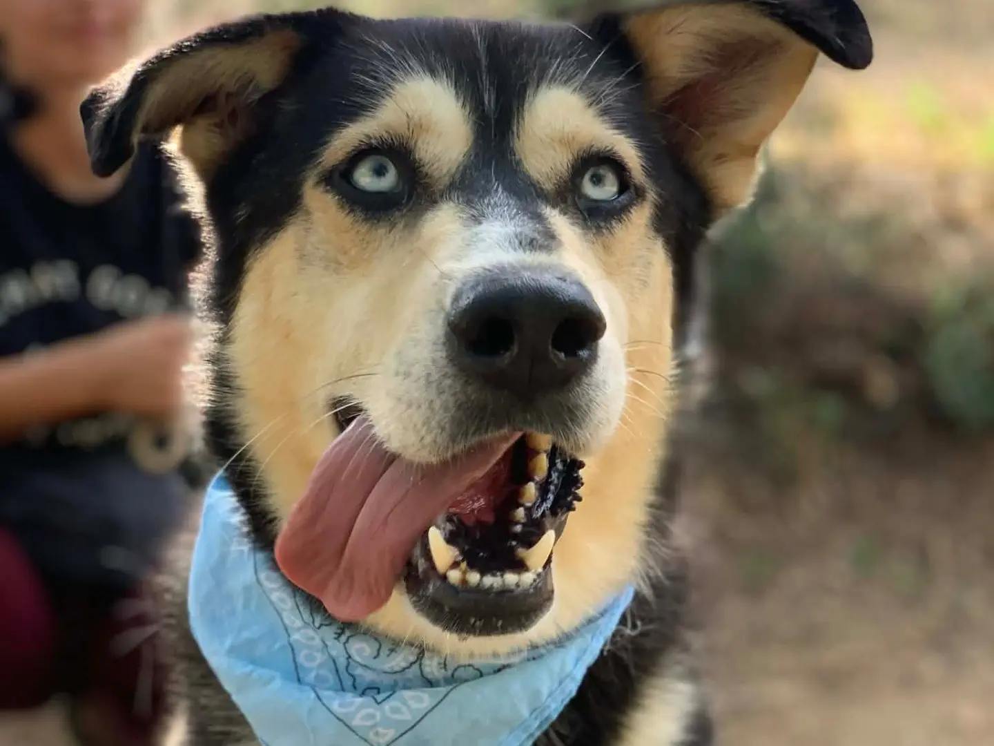 Adotta il cane Ice a Latina