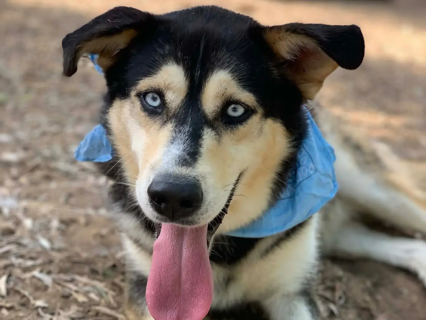 Foto 1 dell'animale