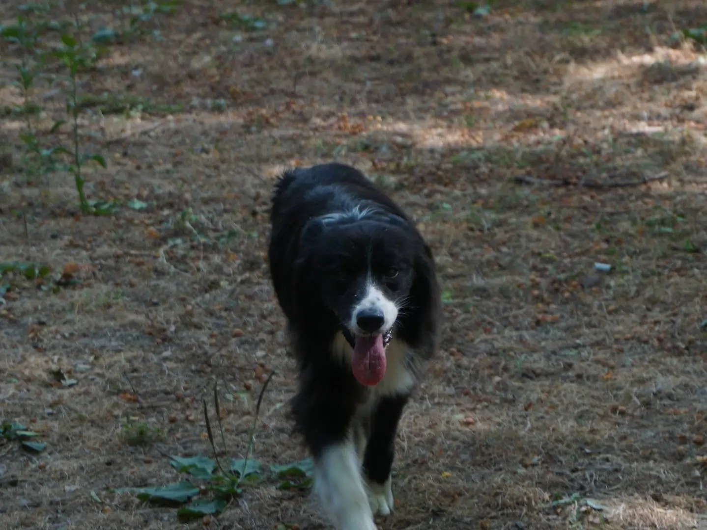 Foto 3 dell'animale