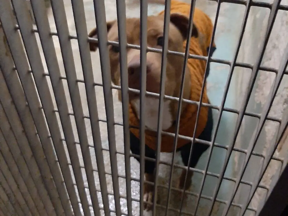 Vuoi adottare un cane a Barletta?