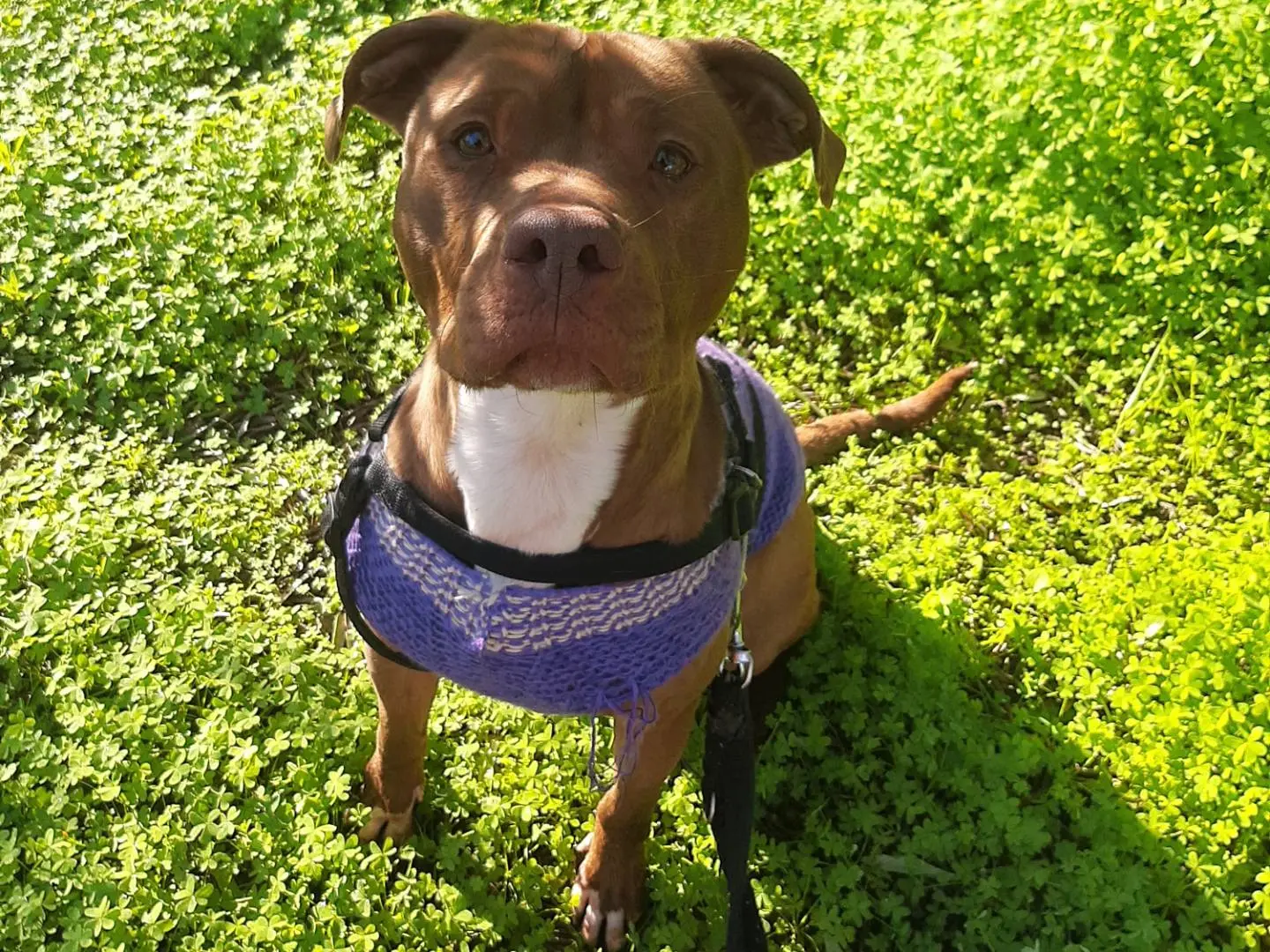 Adotta un cane, taglia media, femmina, Barletta
