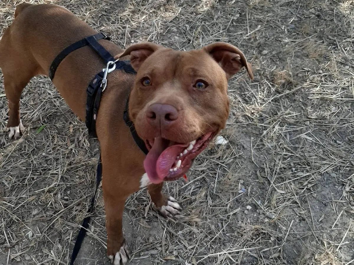 Adotta un cane, femmina, 4 anni e 11 mesi, Barletta