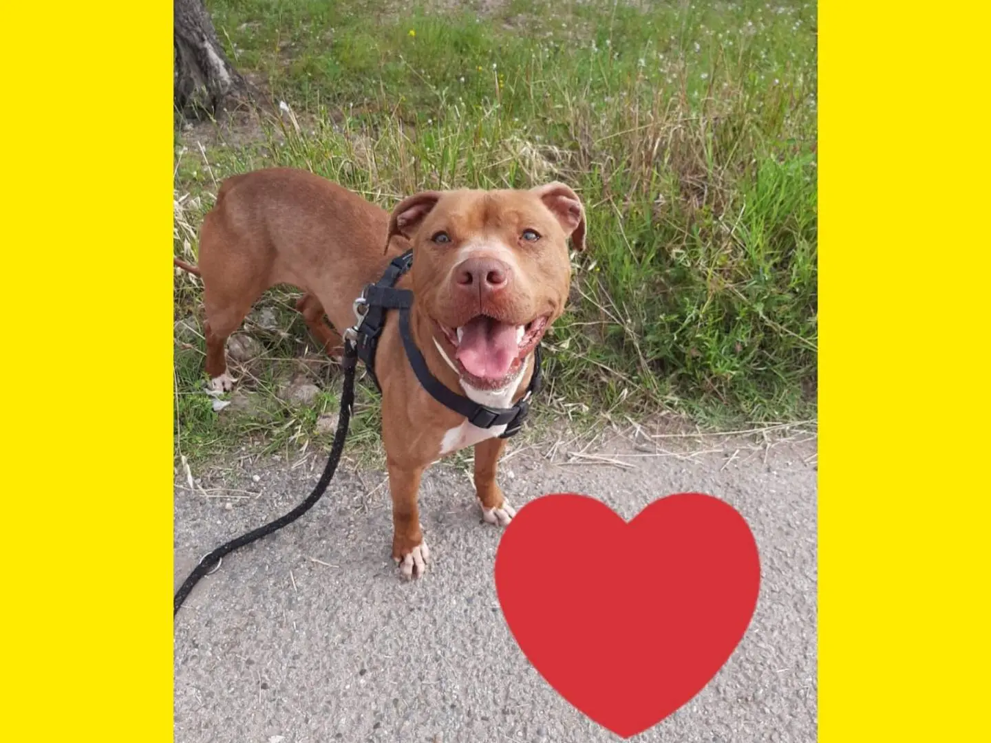 Adozione cane, femmina, Pitbull, 4 anni e 11 mesi, taglia media, Barletta