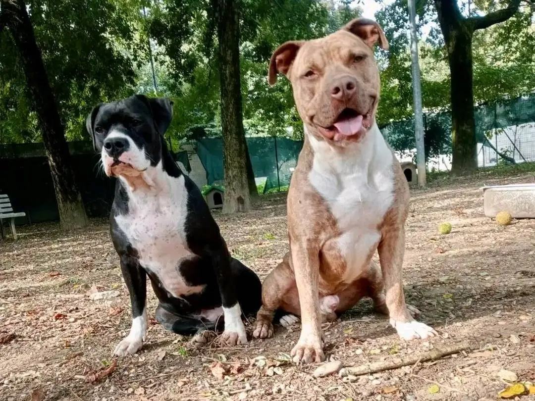 Vuoi adottare un cane a Cremona?