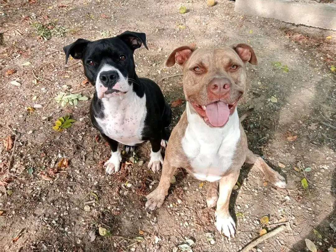 Adotta il cane REMBO e ALEXA a Cremona