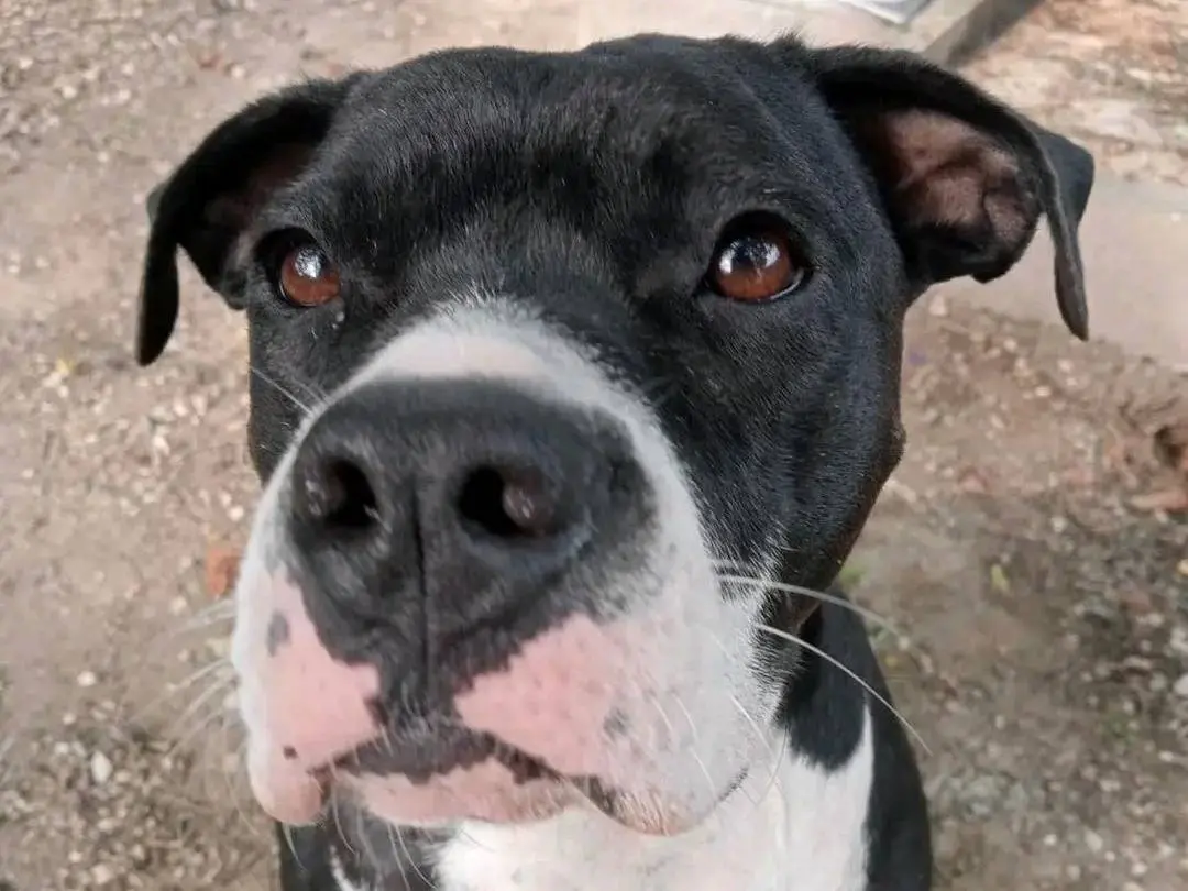Adotta un cane, maschio, 4 anni e 8 mesi, Cremona