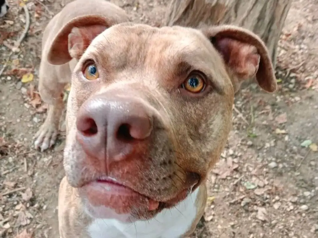 Adotta un cane, taglia media, maschio, Cremona