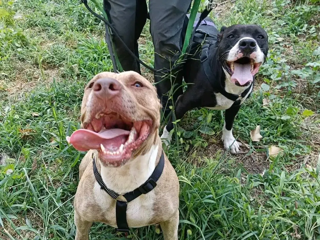 Adozione cane, maschio, Pointer Razza sconosciuta, 4 anni e 8 mesi, taglia media, Cremona