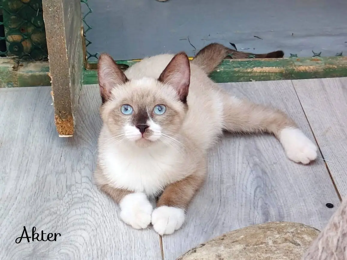Adozione gatto, maschio, Razza sconosciuta Razza sconosciuta, 5 mesi, taglia non valida, Cremona