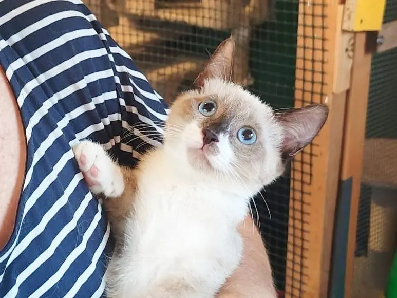 Adotta un gatto, maschio, 5 mesi, Cremona