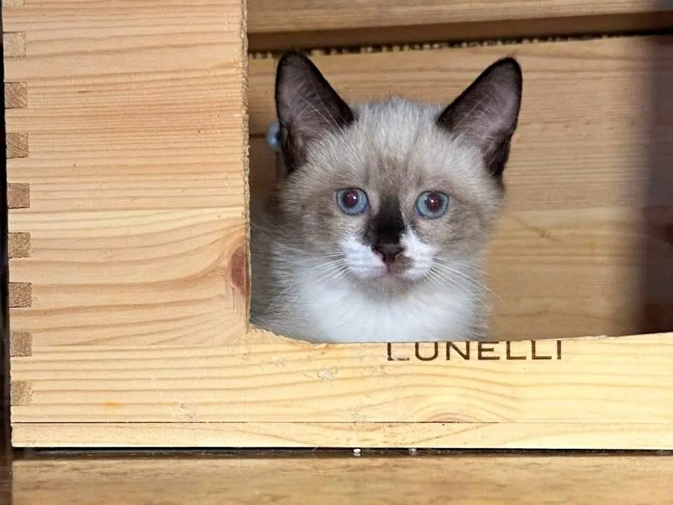 Adotta un gatto, taglia non valida, maschio, Cremona