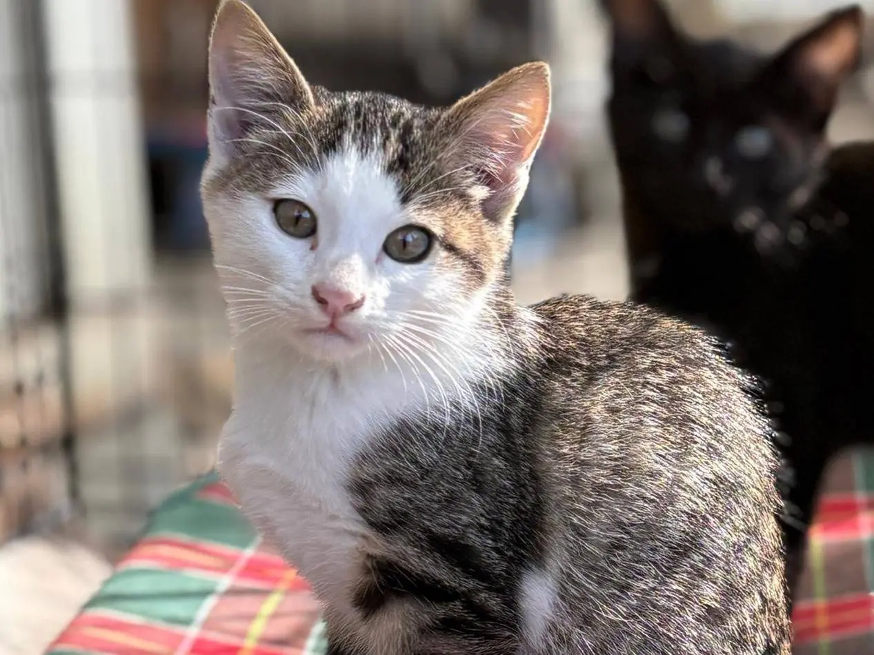 Adotta un gatto, femmina, 2 mesi, Parma