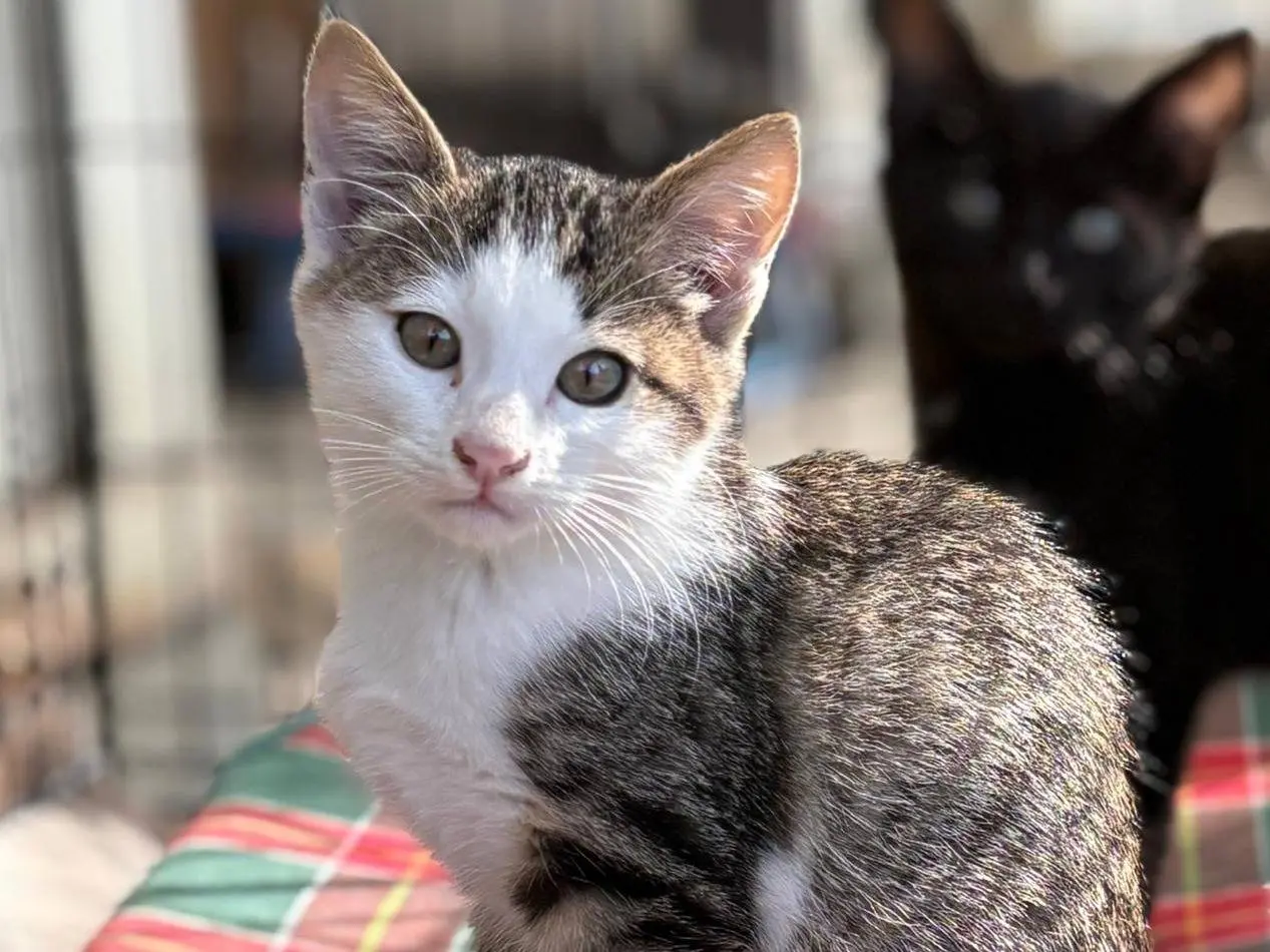 Adozione gatto, femmina, Razza sconosciuta Razza sconosciuta, 2 mesi, taglia non valida, Parma