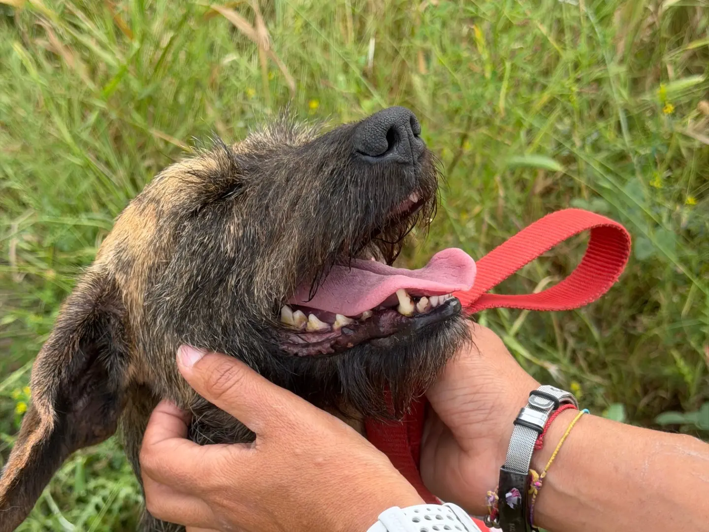 Adotta il cane Petra  a Agrigento