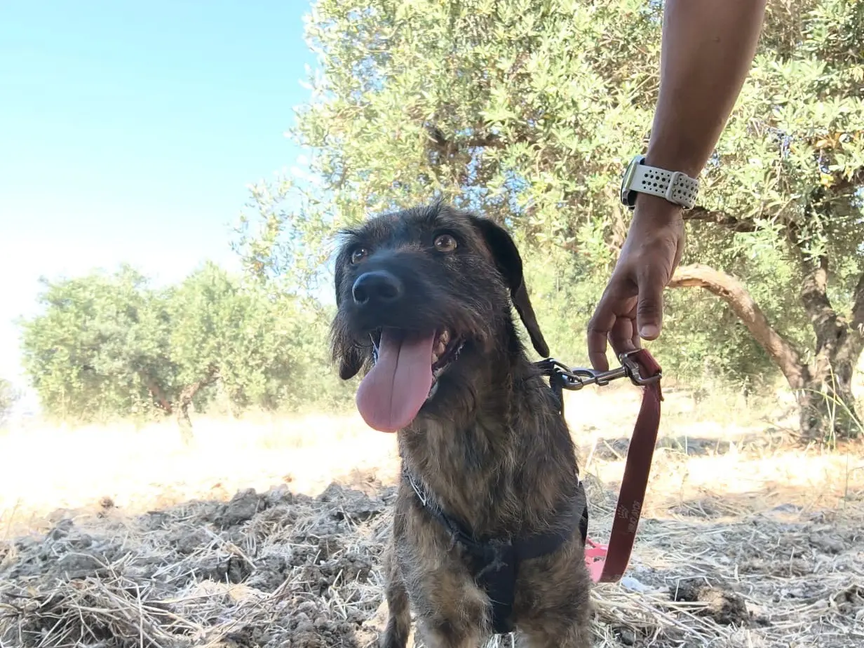 Vuoi adottare un cane a Agrigento?