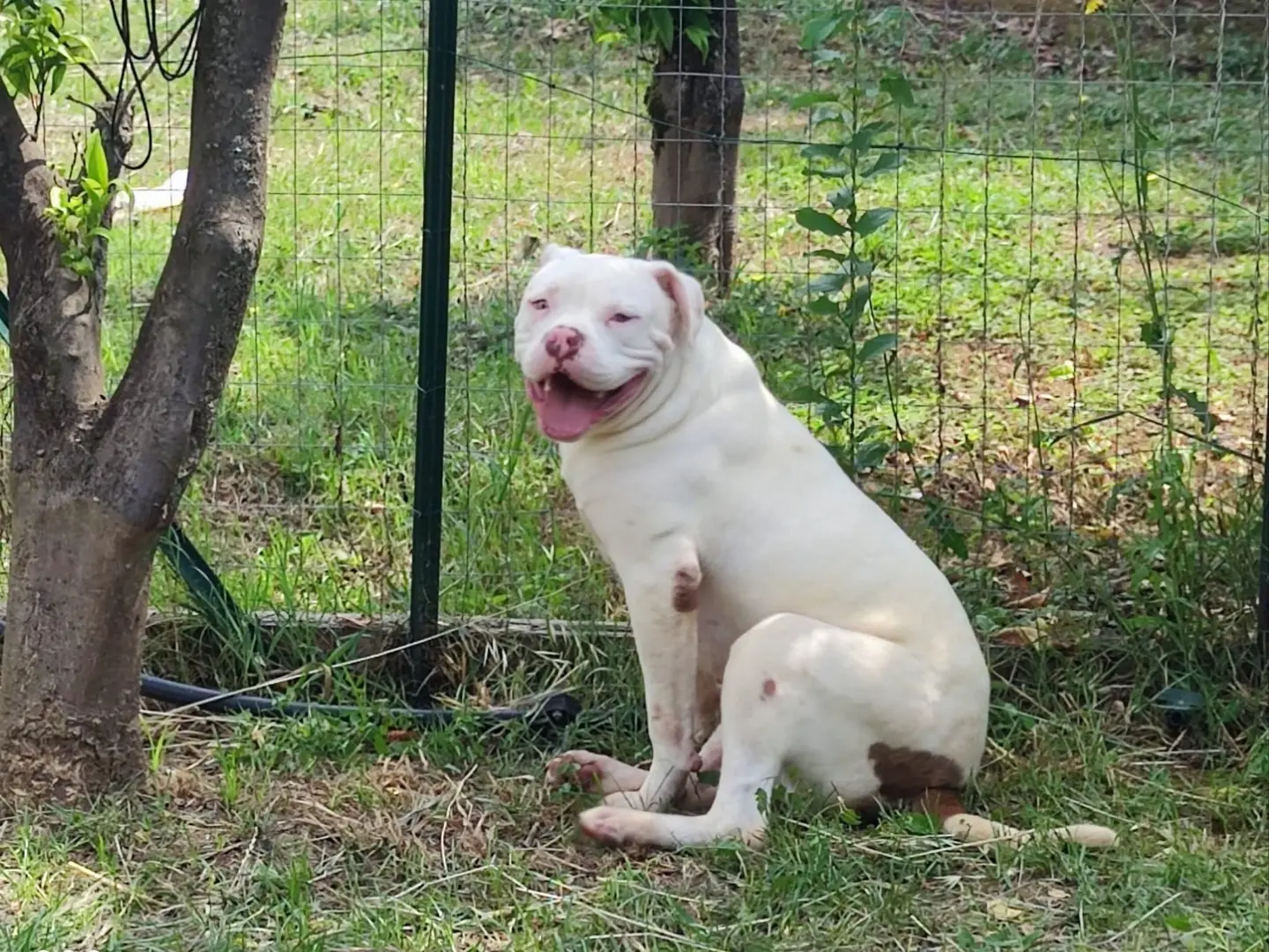 Adotta un cane, maschio, 1 anno e 7 mesi, Latina