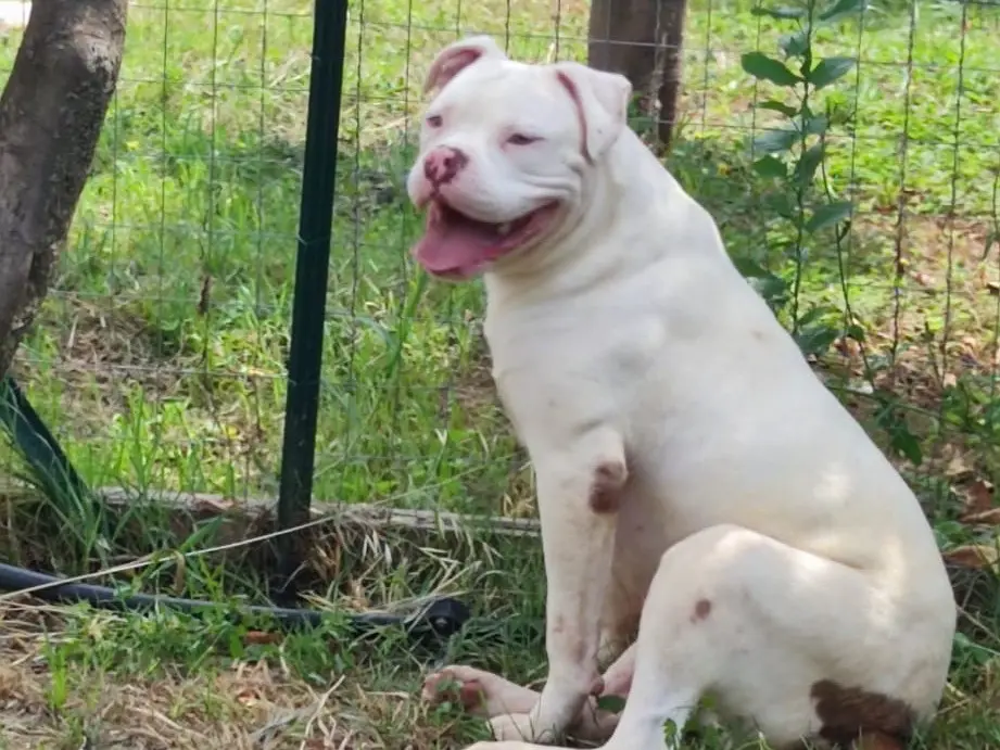 Vuoi adottare un cane a Latina?