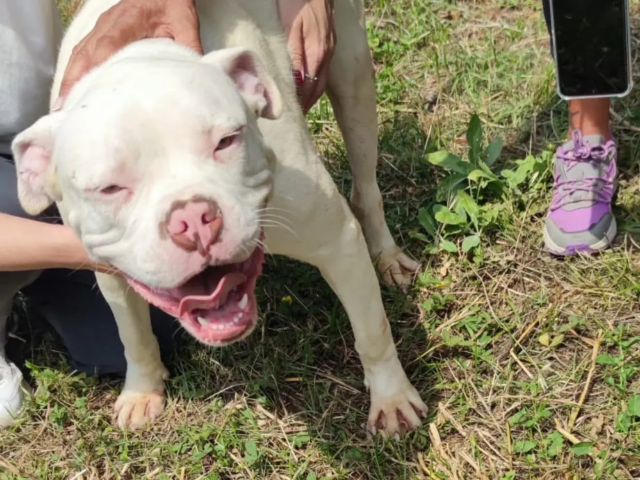 Adozione cane, maschio, Pitbull Razza sconosciuta, 1 anno e 7 mesi, taglia media, Latina