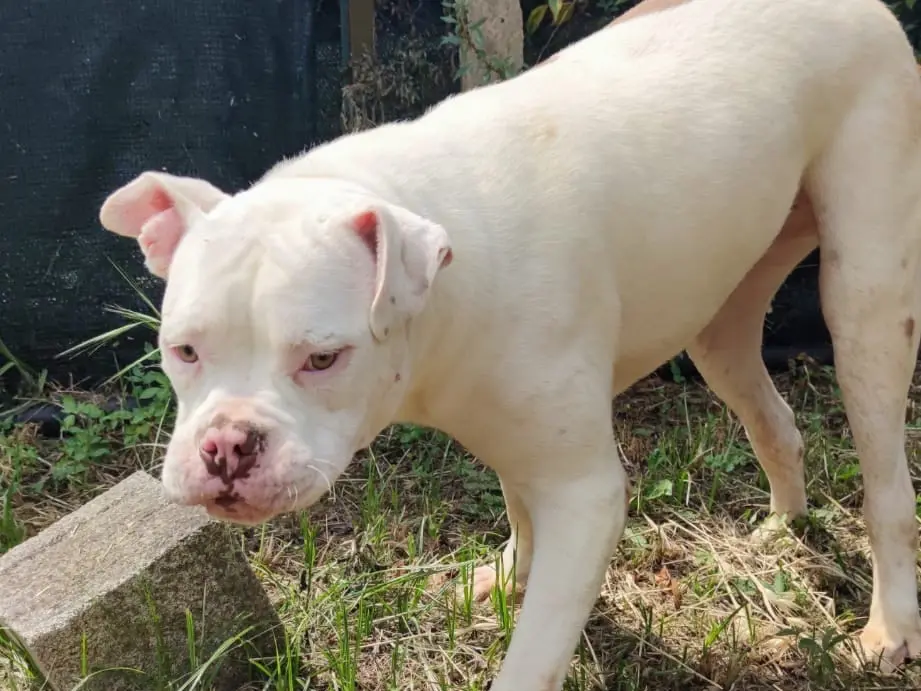 Adotta il cane Paco a Latina