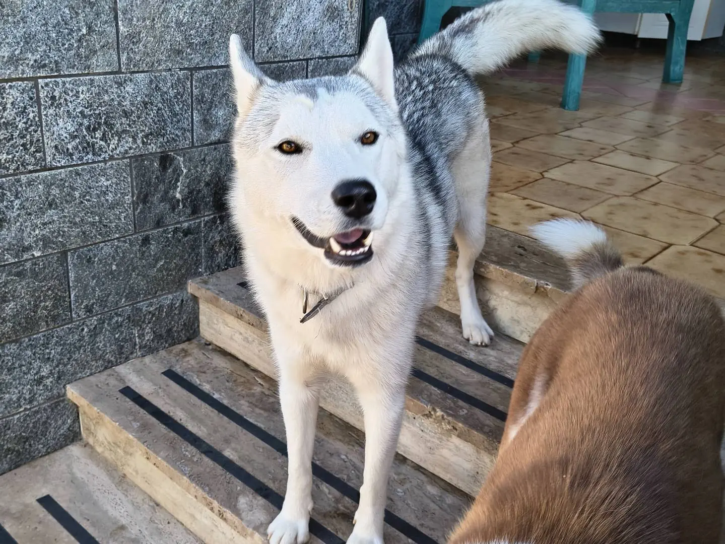 Adozione cane, maschio, Siberian Husky Razza sconosciuta, 1 anno e 11 mesi, taglia media, Napoli