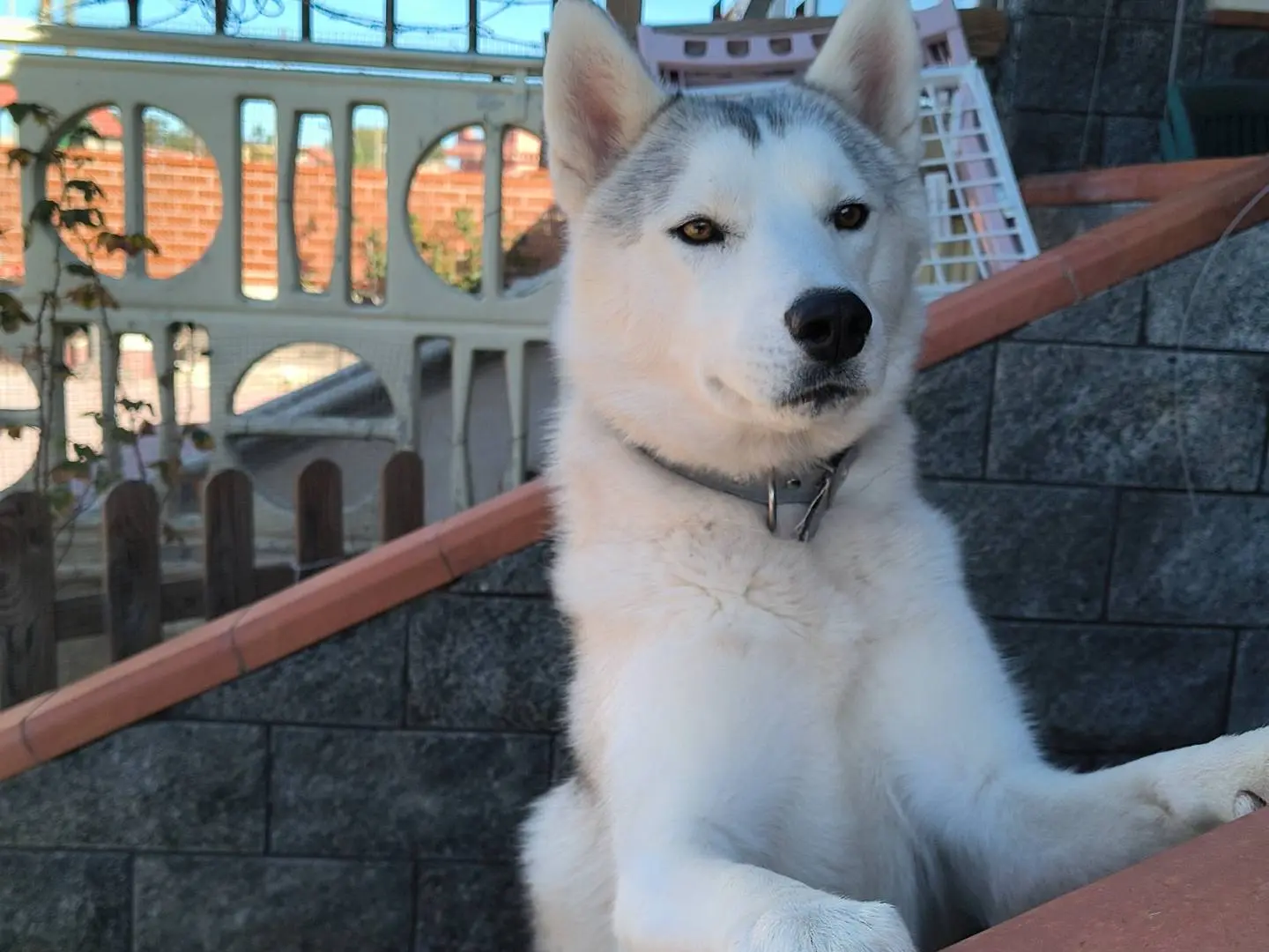 Adotta un cane, maschio, 1 anno e 11 mesi, Napoli
