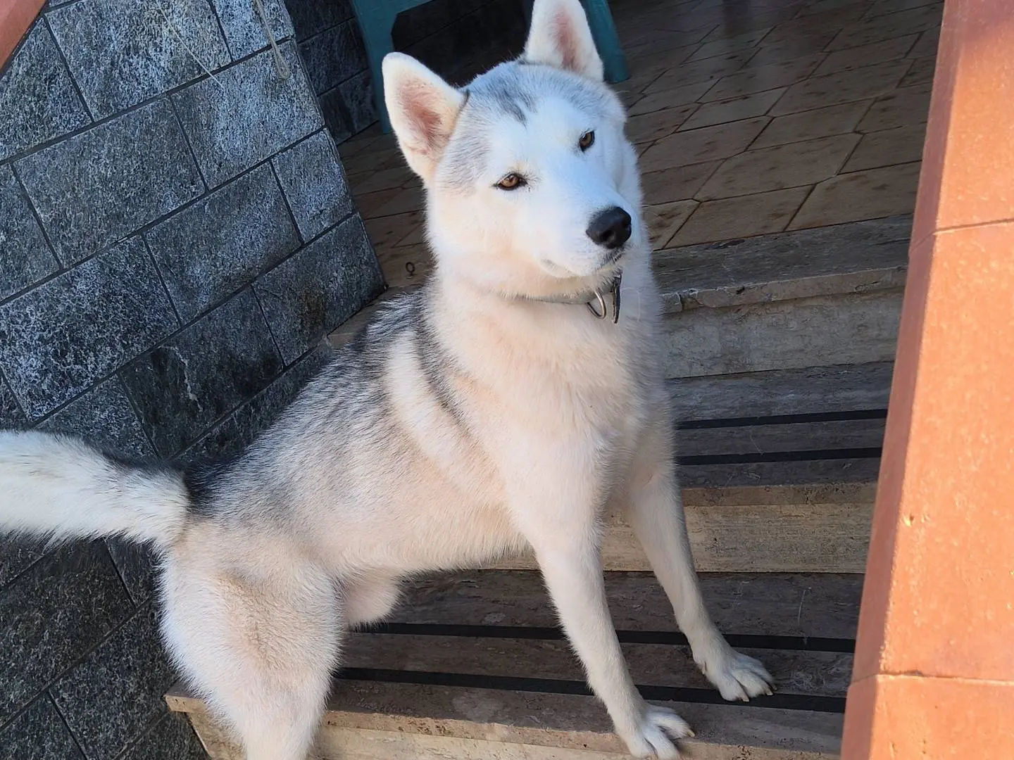 Adotta un cane, taglia media, maschio, Napoli
