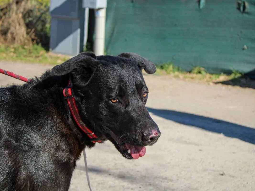 Adotta un cane, taglia grande, maschio, Roma