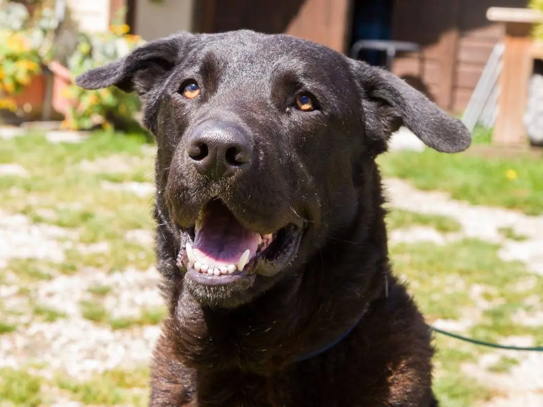 Adozione cane, maschio, Razza sconosciuta Razza sconosciuta, 5 anni e 7 mesi, taglia grande, Roma