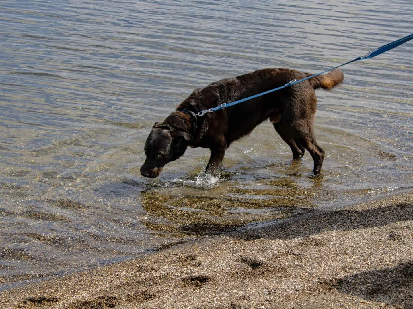 Adotta il cane THIAGO a Roma