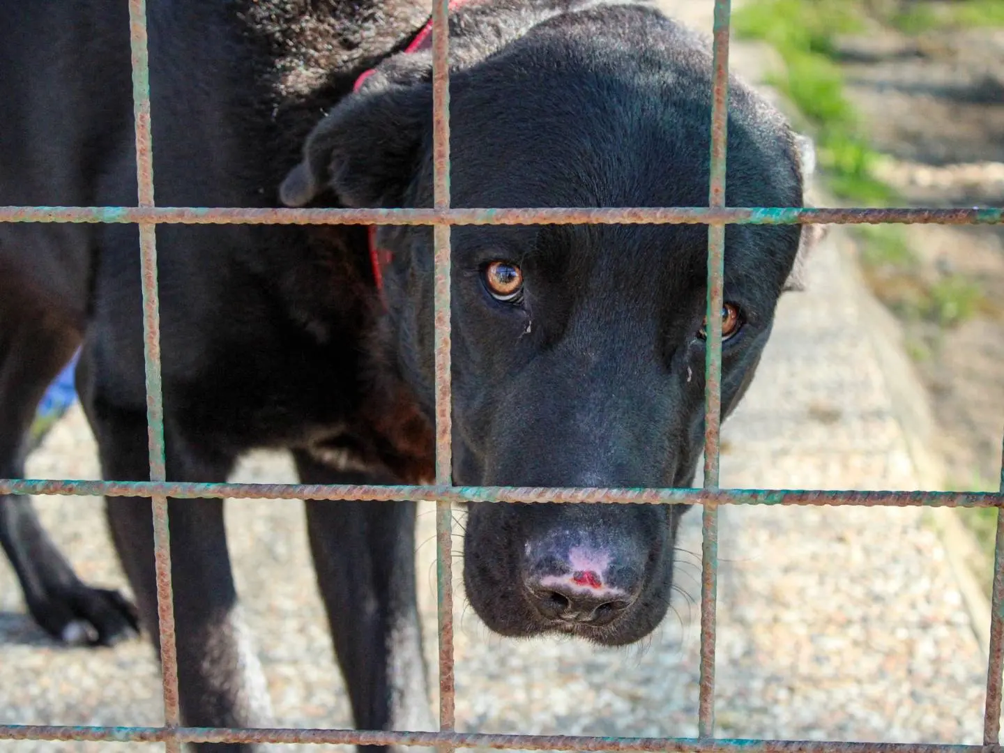 Adotta un cane, maschio, 5 anni e 7 mesi, Roma