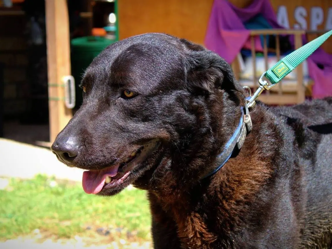 Vuoi adottare un cane a Roma?