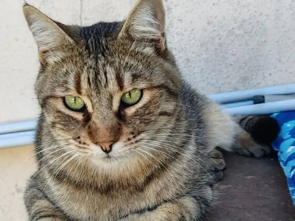 Adozione gatto, maschio, Razza sconosciuta Razza sconosciuta, 3 anni e 9 mesi, taglia non valida, Cagliari
