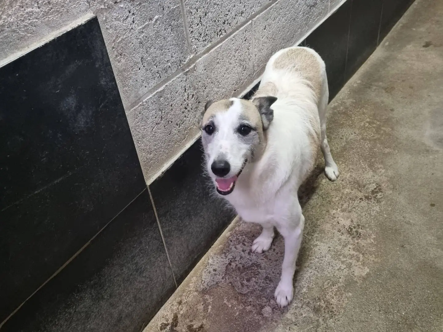 Adotta un cane, taglia media, femmina, Milano