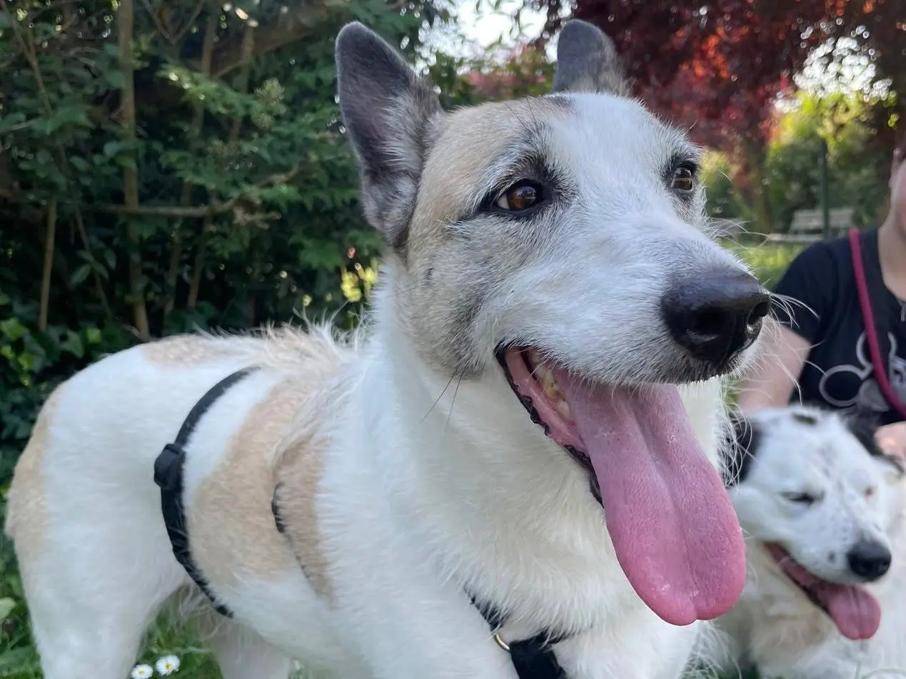 Adotta un cane, femmina, 5 anni e 7 mesi, Milano
