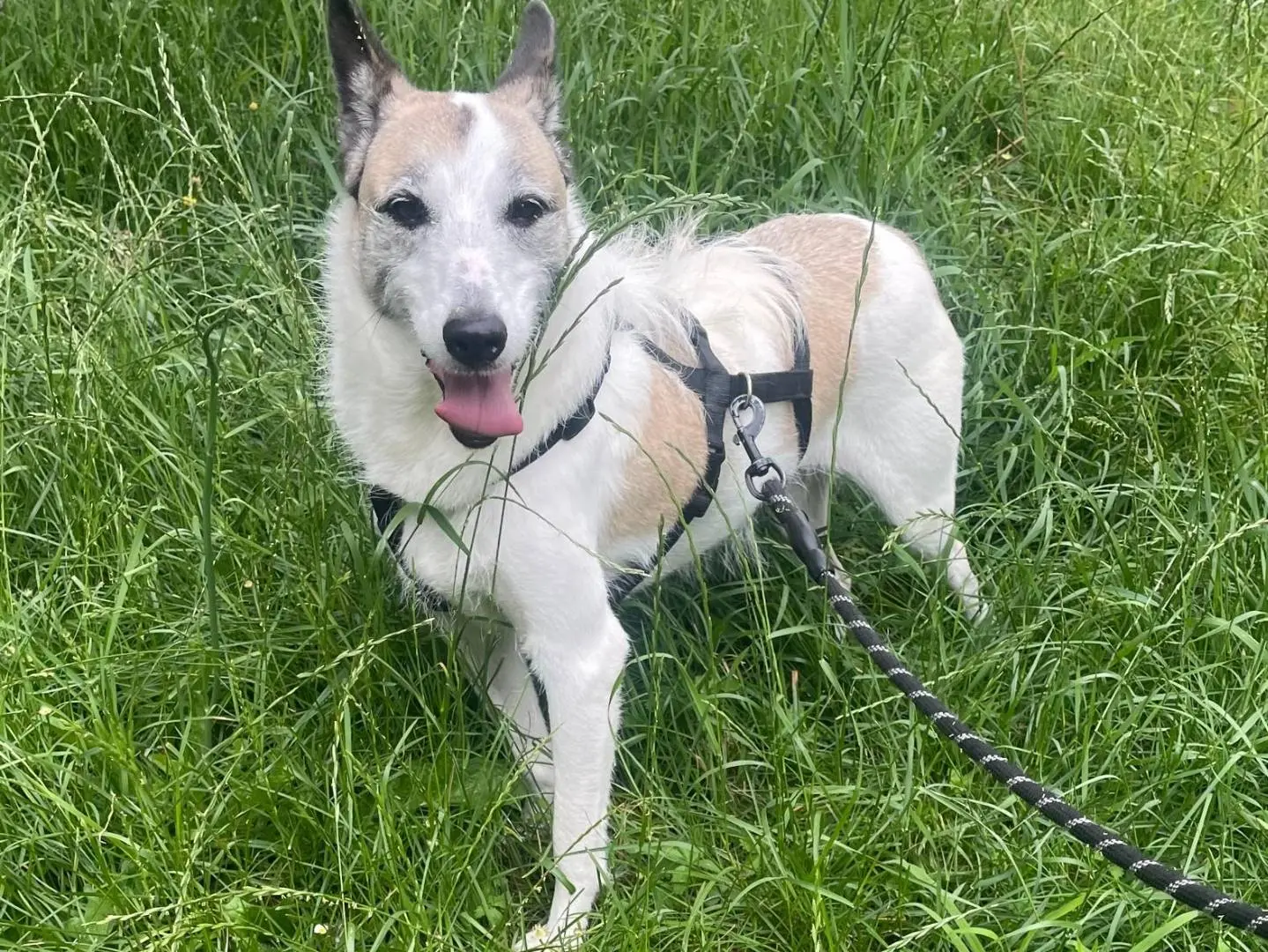 Adozione cane, femmina, Razza sconosciuta Razza sconosciuta, 5 anni e 7 mesi, taglia media, Milano