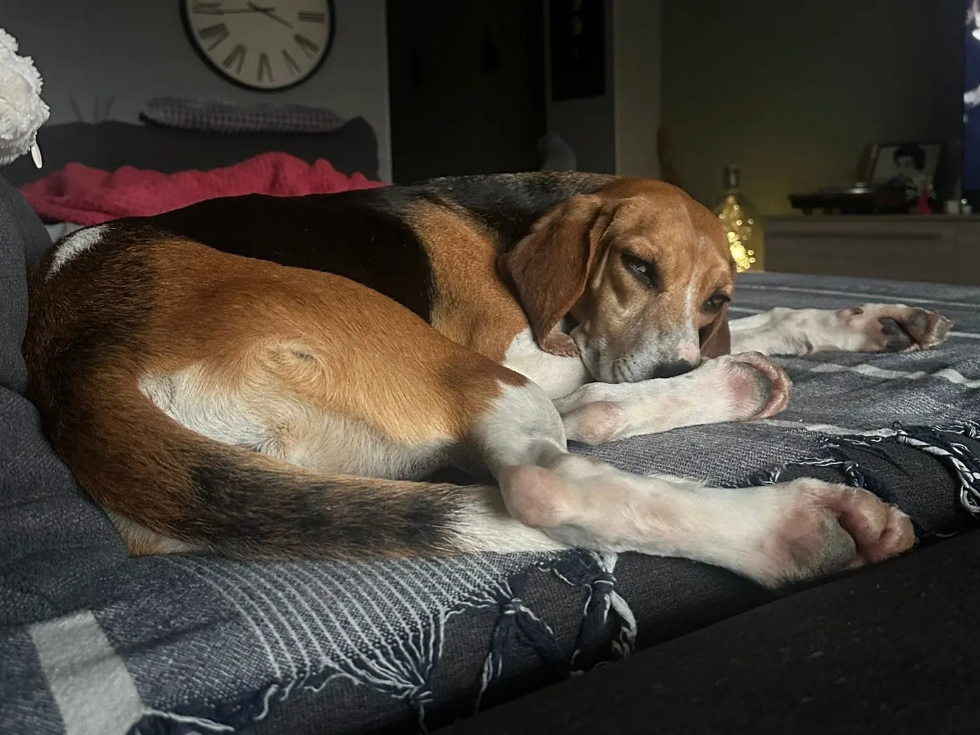 Adotta un cane, taglia media, femmina, Treviso