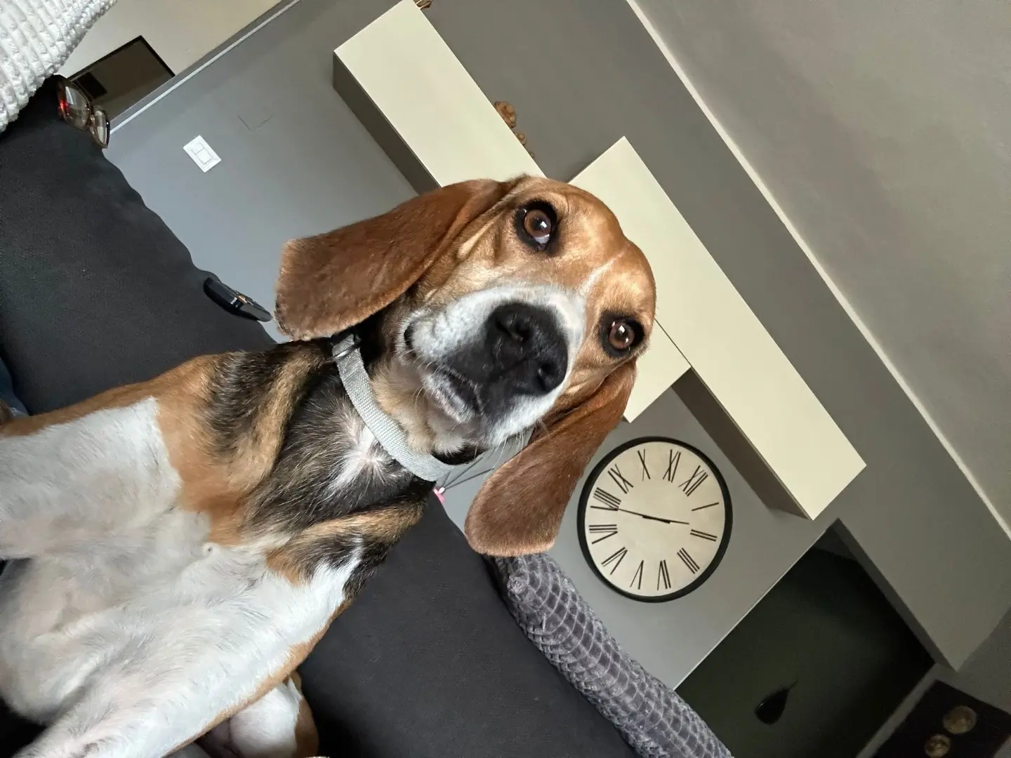 Adotta il cane Luna a Treviso