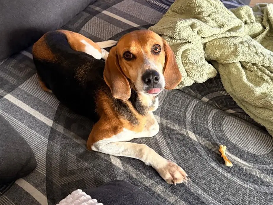 Adotta un cane, femmina, 4 anni e 8 mesi, Treviso