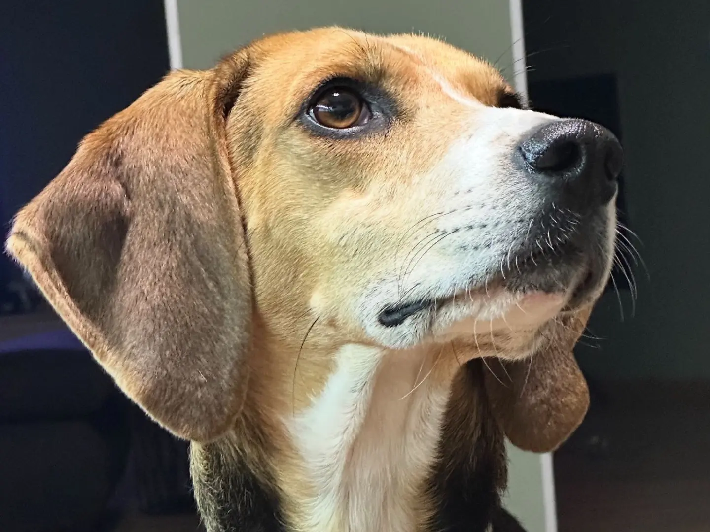 Adozione cane, femmina, Segugio Razza sconosciuta, 4 anni e 8 mesi, taglia media, Treviso