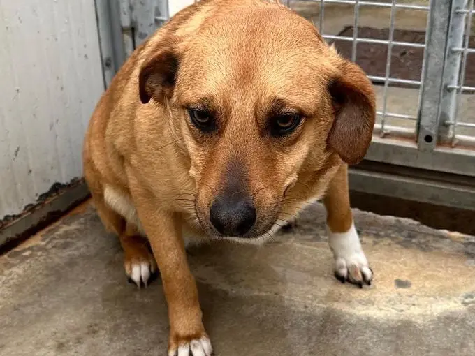 Adotta un cane, taglia media contenuta, femmina, Latina