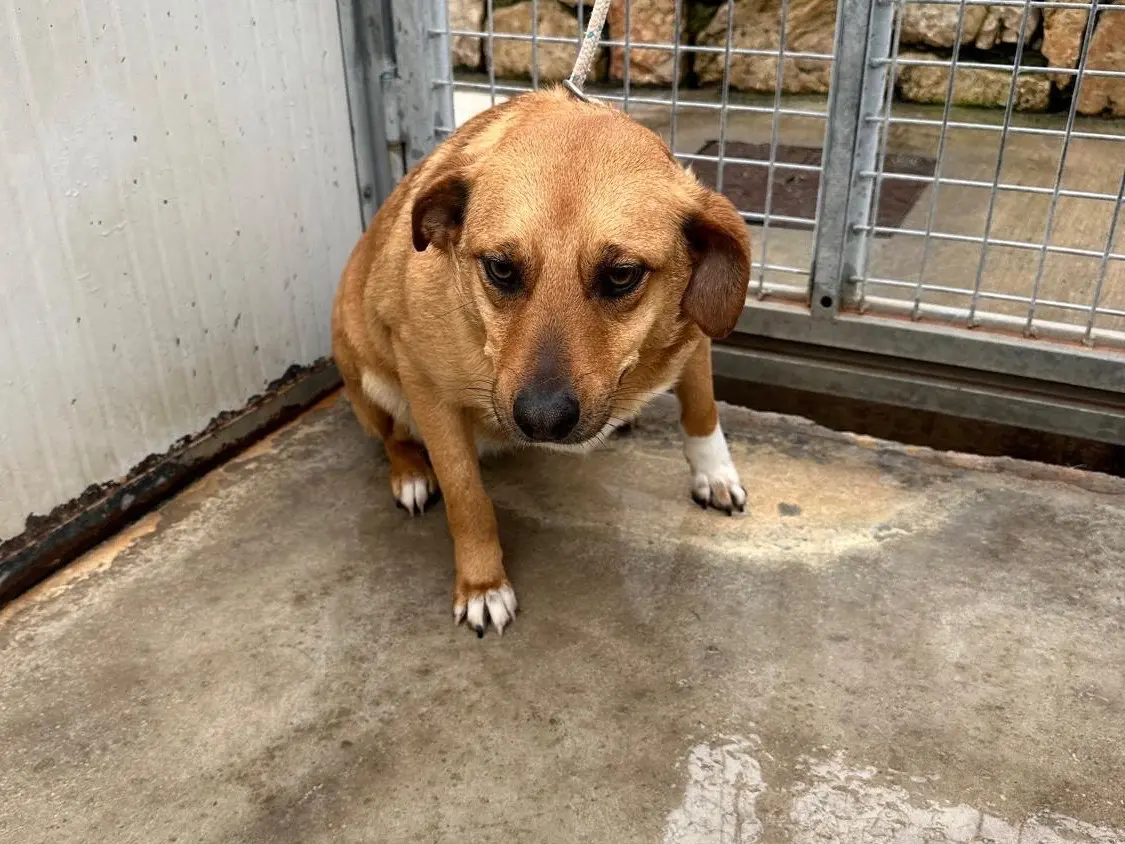 Adozione cane, femmina, Razza sconosciuta Razza sconosciuta, 2 anni e 6 mesi, taglia media contenuta, Latina