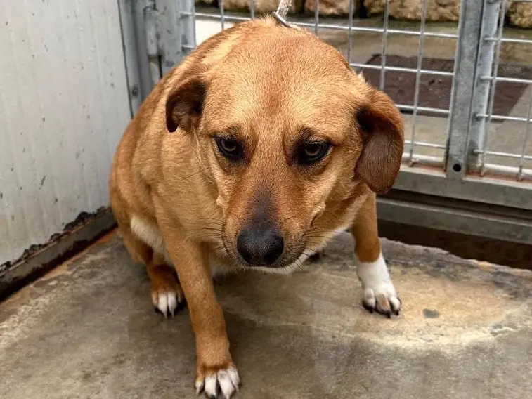 Adotta un cane, femmina, 2 anni e 6 mesi, Latina