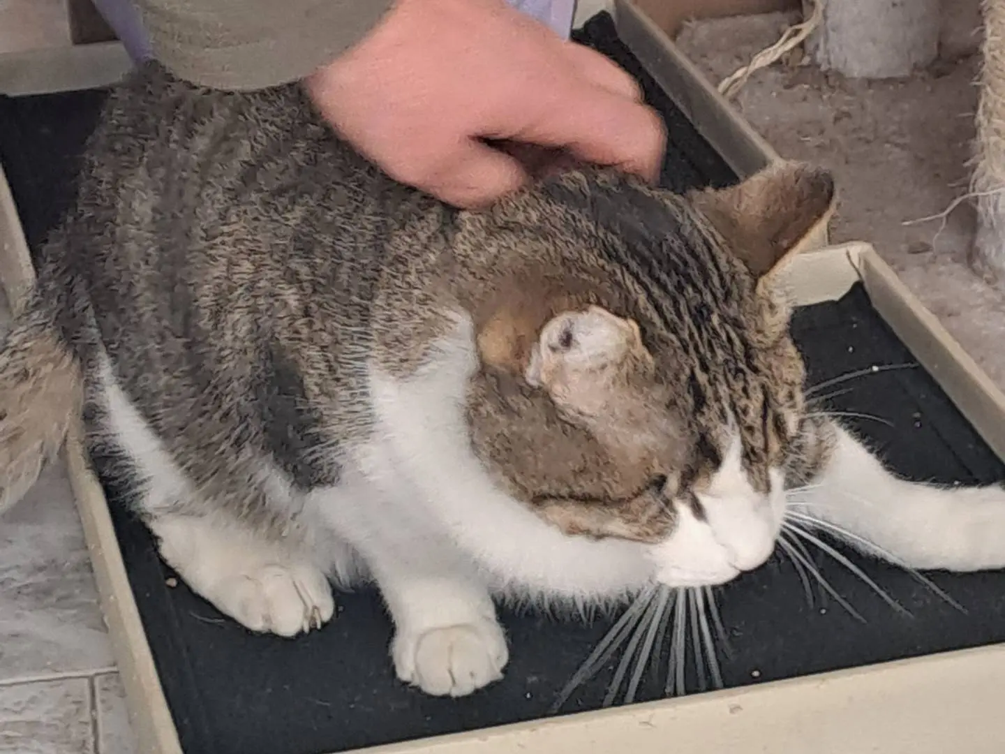 Vuoi adottare un gatto a Bari?