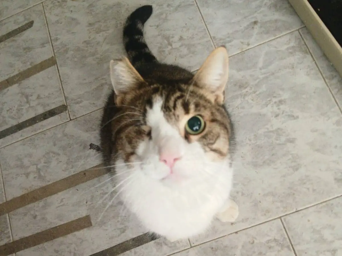 Adozione gatto, maschio, Razza sconosciuta Razza sconosciuta, 4 anni e 1 mese, taglia non valida, Bari