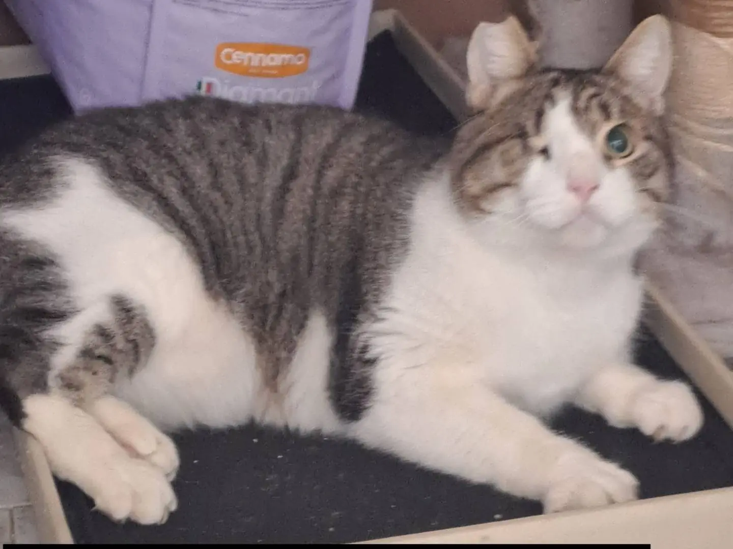 Adotta un gatto, taglia non valida, maschio, Bari