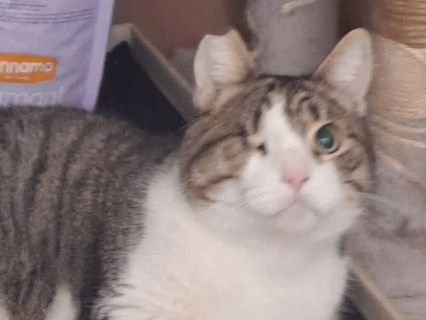 Adotta un gatto, maschio, 4 anni e 1 mese, Bari