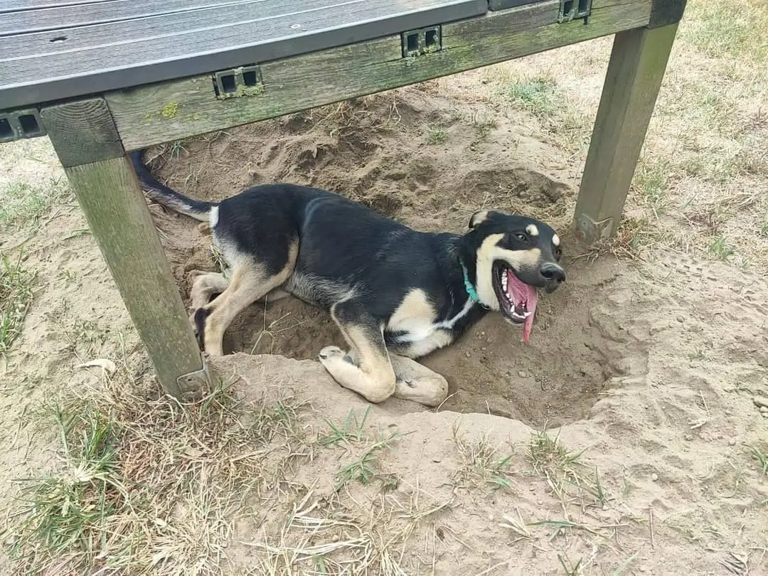Adozione cane, maschio, meticcio, 3 anni e 6 mesi, taglia media, Napoli