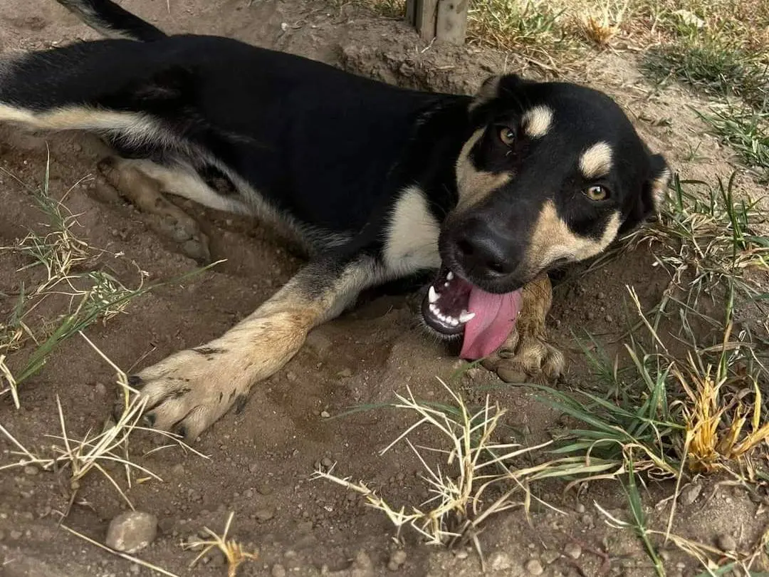 Vuoi adottare un cane a Napoli?