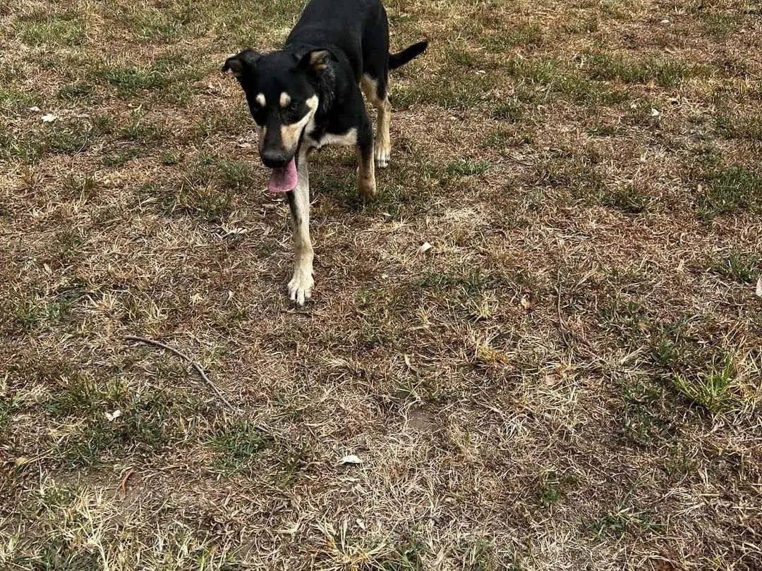 Adotta un cane, taglia media, maschio, Napoli