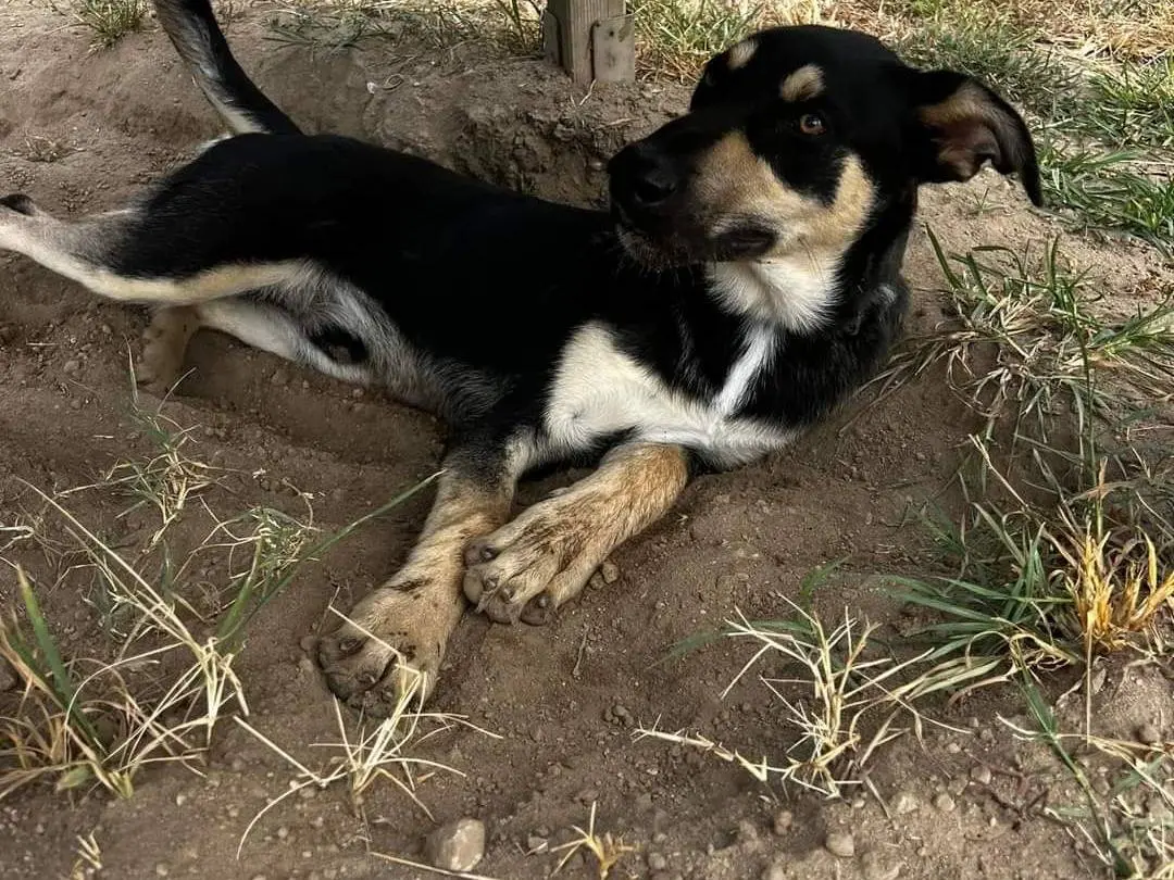 Adotta un cane, maschio, 3 anni e 6 mesi, Napoli